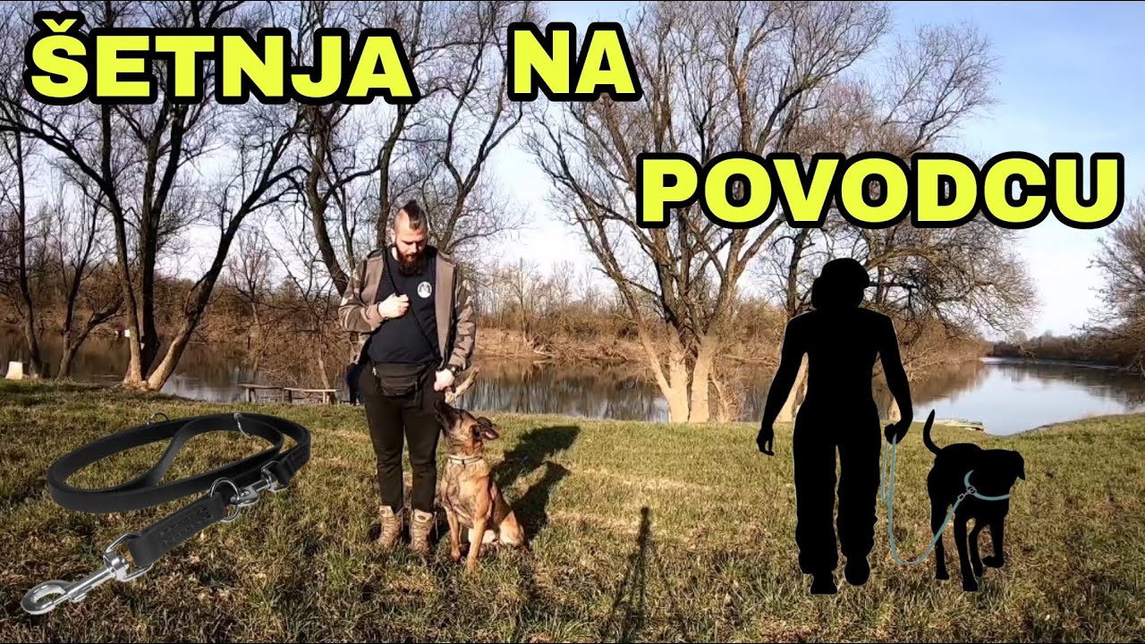 KAKO NAUČITI PSA ŠETNJI NA POVODCU