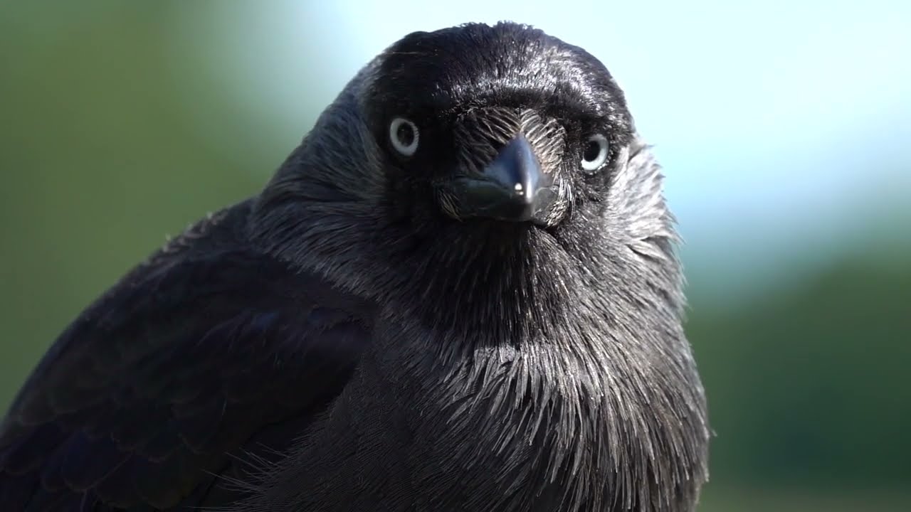 Spot the Myths: Amazing Alberta Birds 