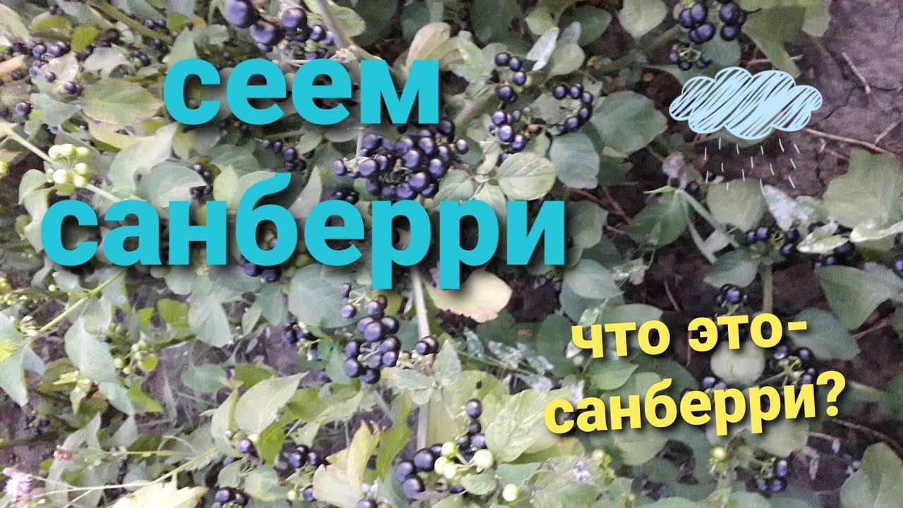 Как посеять санберри? Что такое санберри?