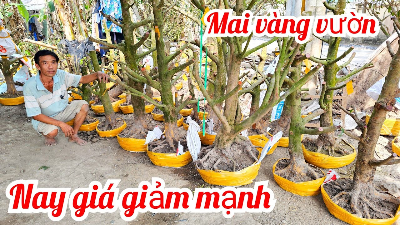 A. Tuấn 📲 O9I9977452 mai vàng vườn hoành to giá rẻ 23/1 Chợ Gạo (@MaivàngQuêdừa)