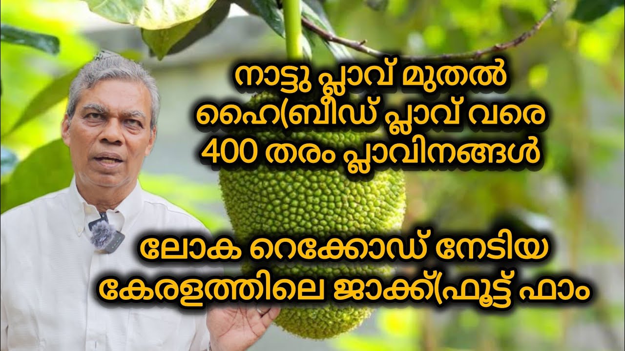 400 തരം പ്ലാവുകൾ വളർത്തി  ലോക റെക്കോഡ് സ്വന്തമാക്കിയ ജാക്ക്(ഫൂട്ട് പാരഡൈസ് ഫാം
