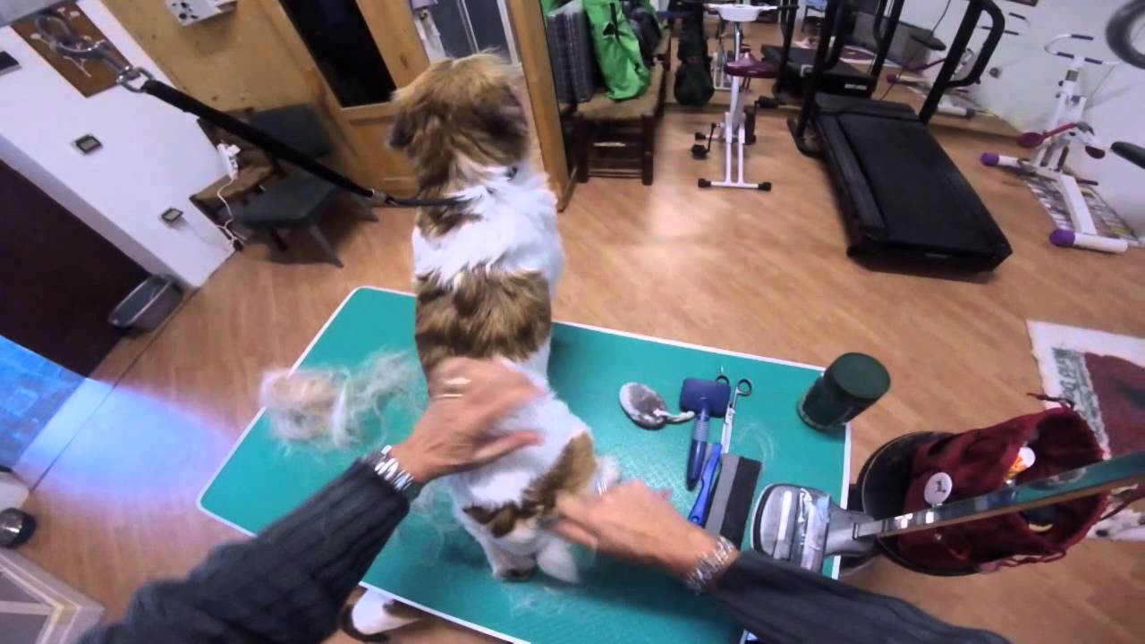 Stripping del Jack Russell Terrier - Parte I - Valutazione del cane