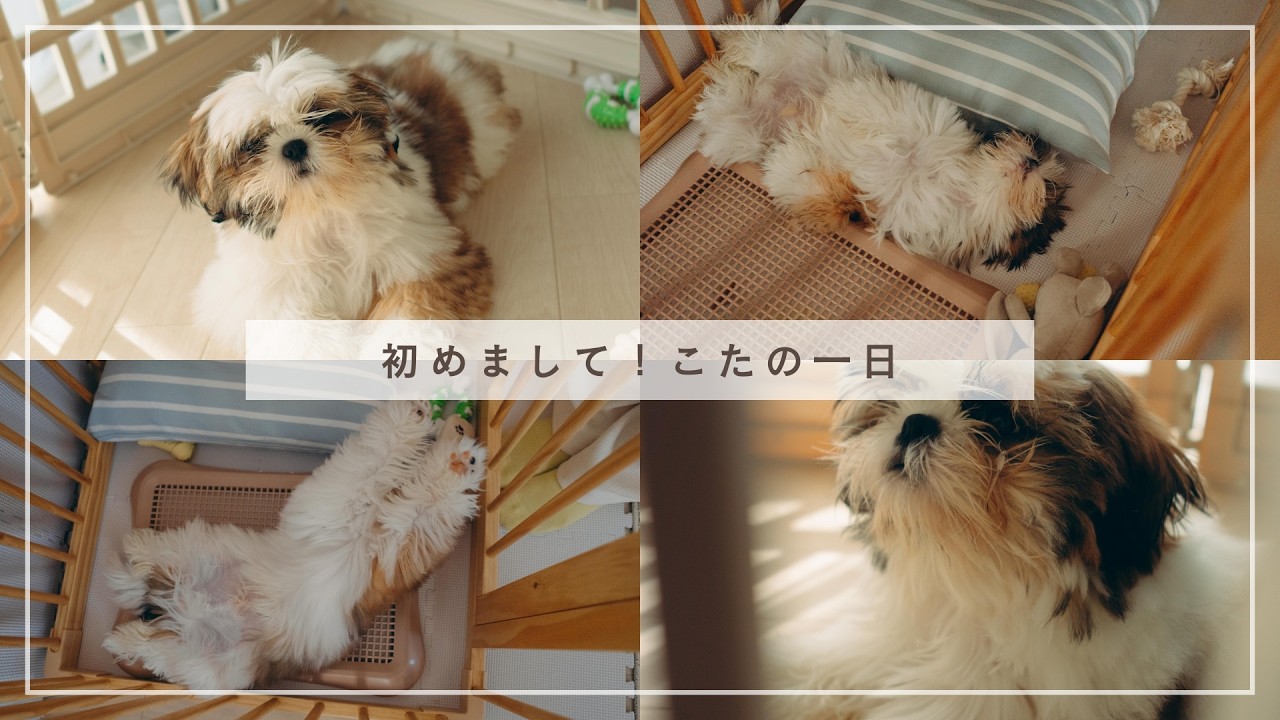 【シーズー】初めまして！こたの一日【1】