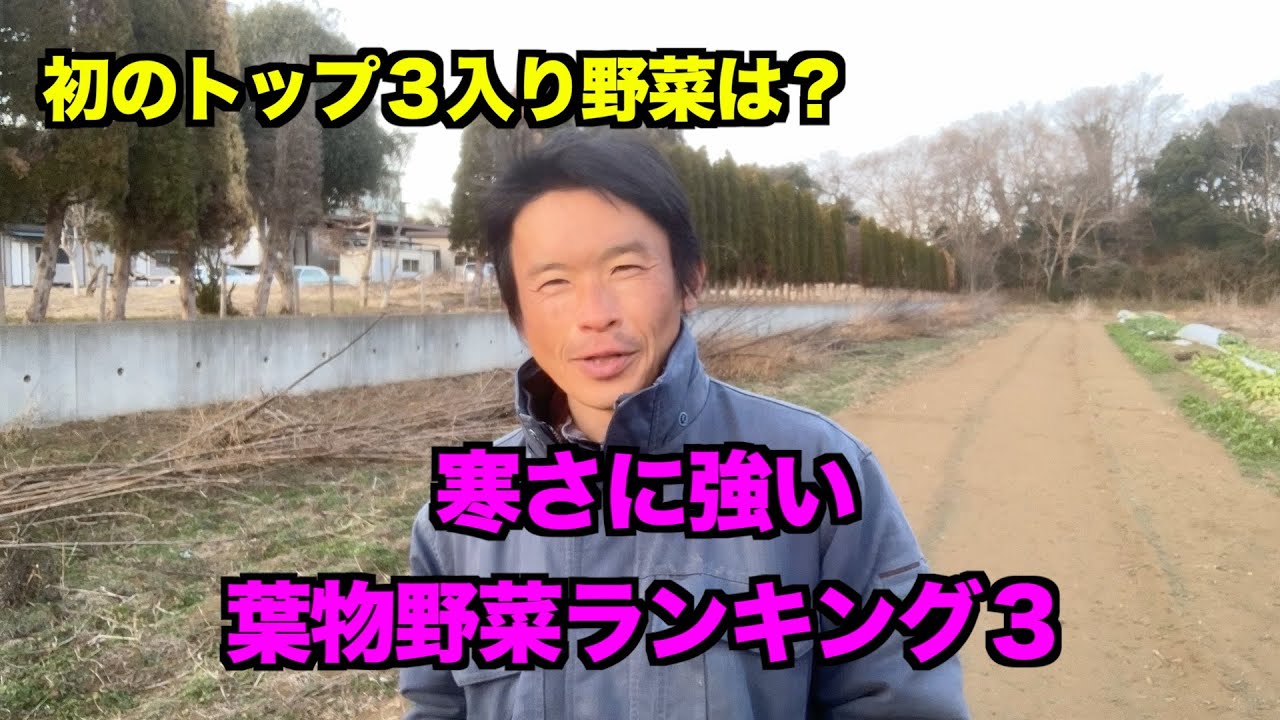 寒さに強い葉物野菜ベスト３　「無農薬野菜栽培」