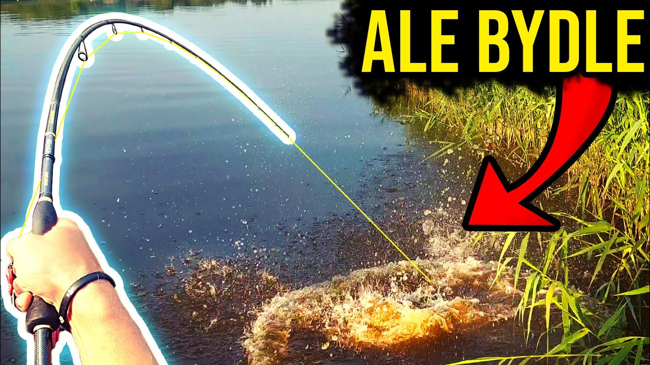 Niesamowite brania  spod trzciny - rzeka Bug