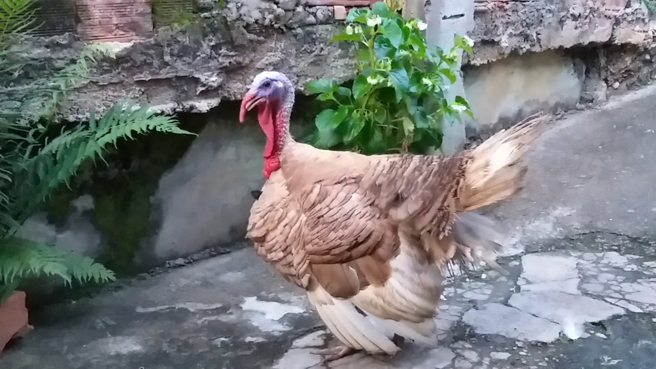 Canto do peru