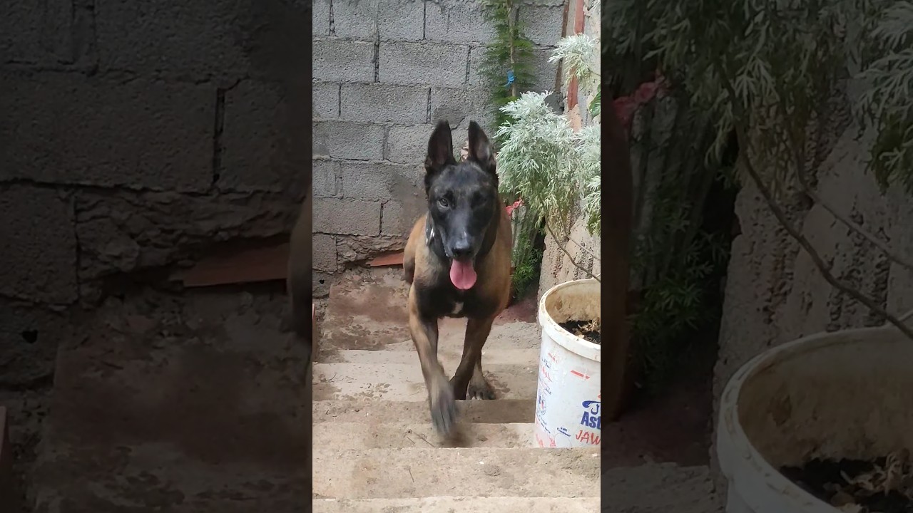 malinois #attaque #agressive #charbon #male #dog #dressage #attention #مالينوا