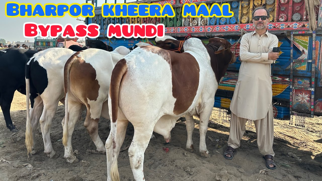 Mundi Main Aya Bharpor Kheera Maal / Hyderabad Bypass Mundi Updates / Qurbani Season 2026