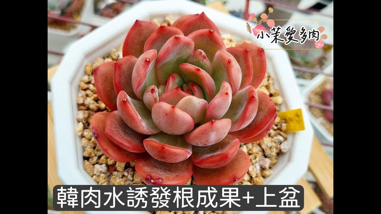 韓肉水誘發根成果分享/26朵韓肉上盆有點辛苦啊/經常觀察多肉變化真的很重要| 多肉植物 | 小茉愛多肉 |