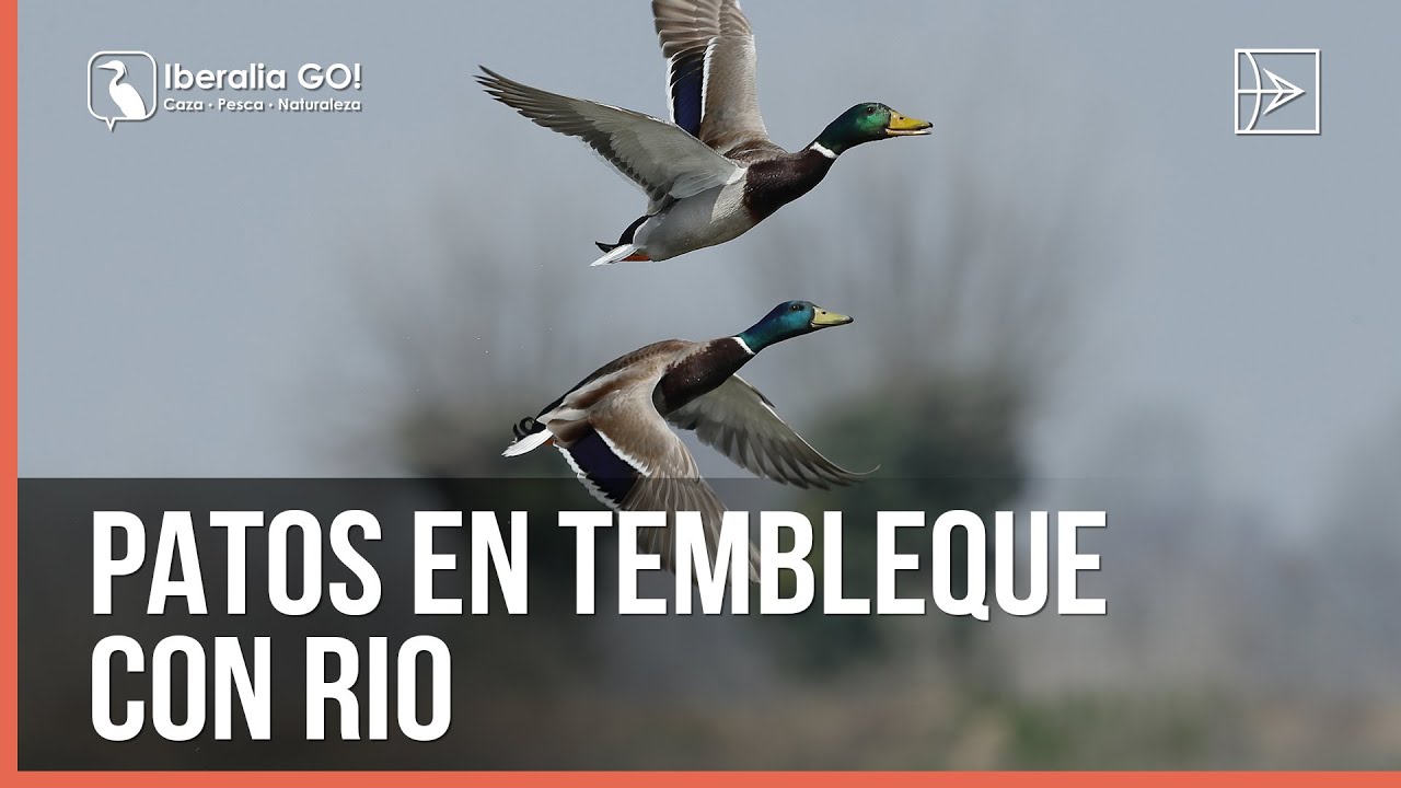 Patos en Tembleque con Rio | Episodio 1 completo | Iberalia GO!