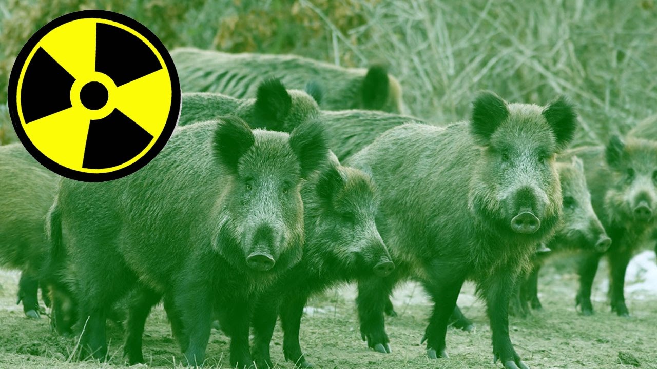 Radioactive Wild Boars Are Taking Over Towns