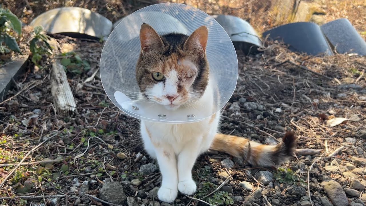 お散歩でカメラ目線ばっちり決めポーズのミー子が可愛すぎる✨