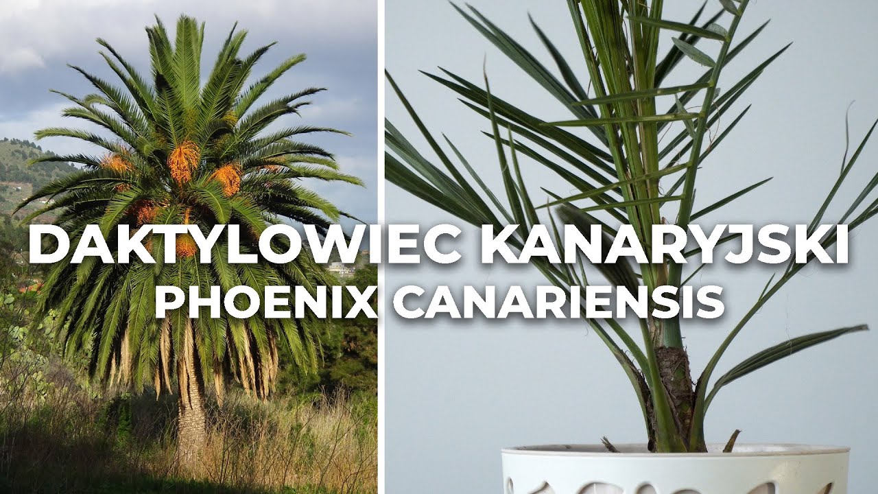 Daktylowiec kanaryjski - palma w domu, jak dbać, pielęgnacja