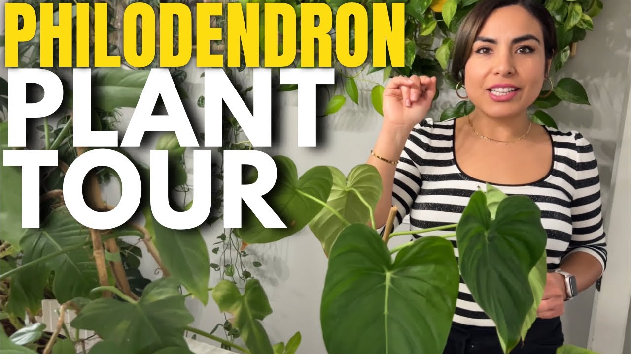My Philodendron Plant  House Tour!💚 MY ENTIRE COLLECTION! 25+ Philodendron collection!!!