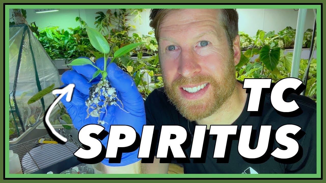 Tissue Culture Acclimation 101 - How to Acclimate TC Plants