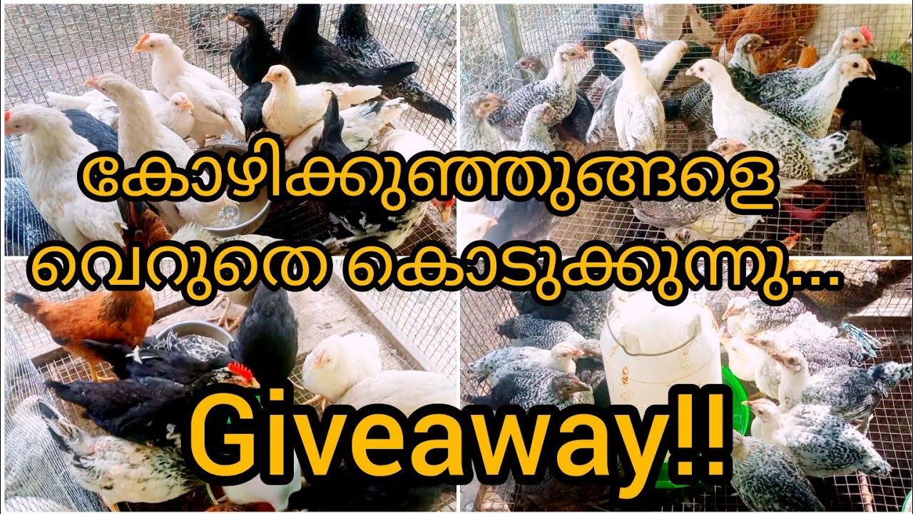 കോഴിക്കുഞ്ഞുങ്ങളെ വെറുതെ കൊടുക്കുന്നു...Giveaway