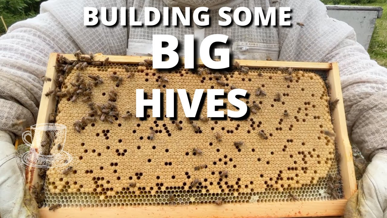 Building some BIG hives