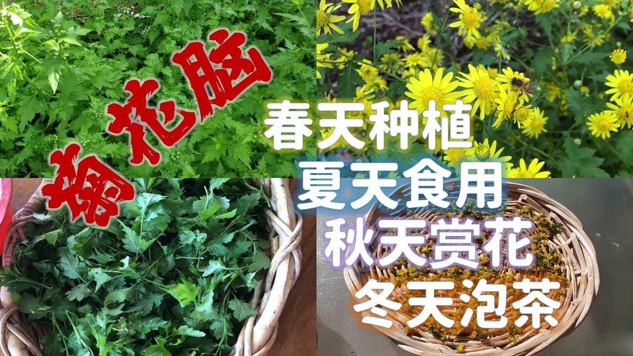 菊花脑 春天种植 夏天食用 秋天赏花 冬天泡茶