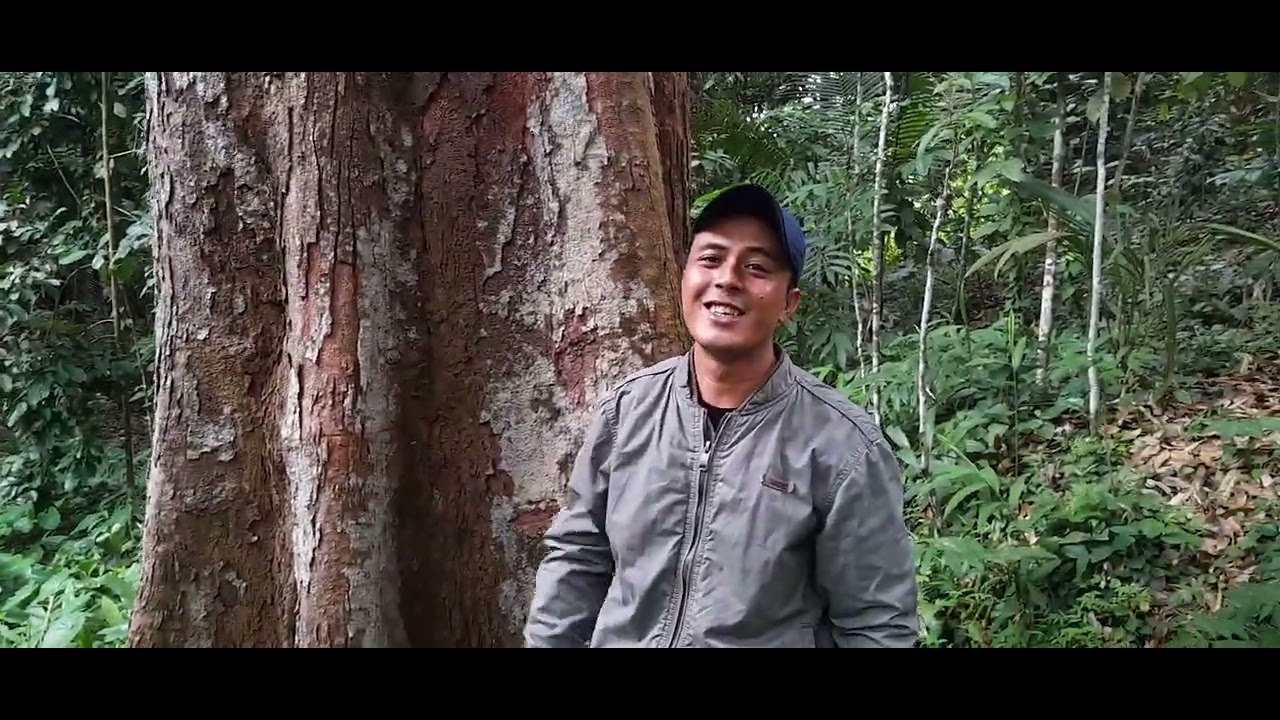 pohon durian tertua di banyumas