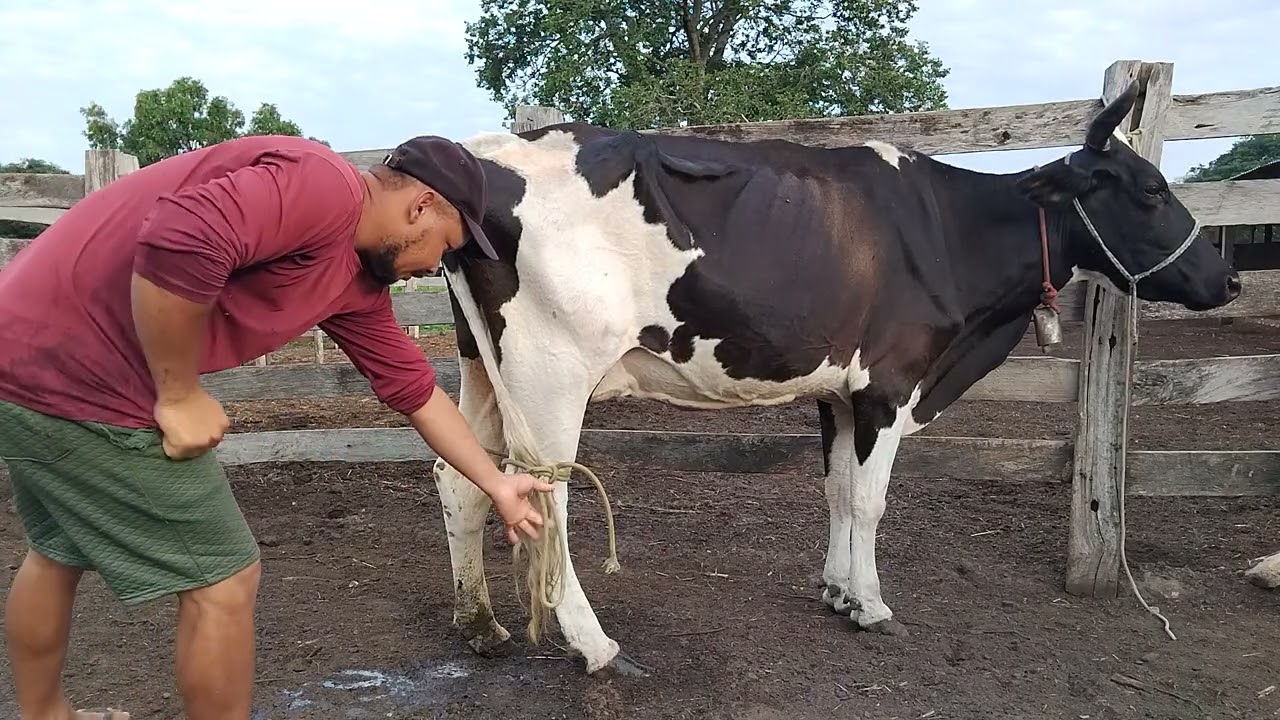 QUANDO EU ERA CRIANÇA TOMEI TANTO LEITE DE VACA QUE ENJOEI #maranhão #vidanaroça 