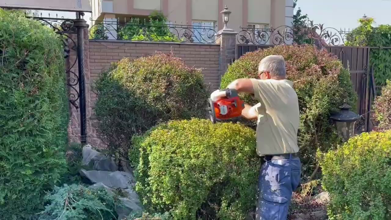 Стрижка дерев та кущів круглими формами 