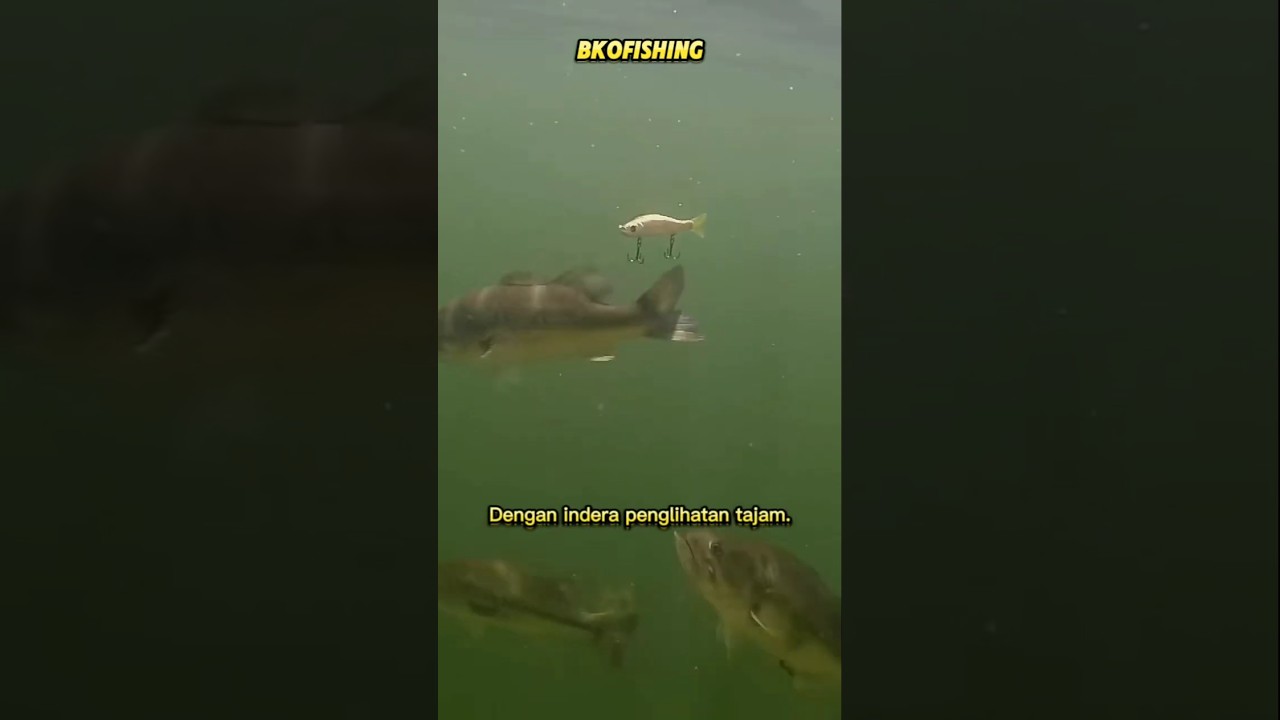 Begini cara Ikan Kakap Putih memangsa umpan tiruan #bkofishing #kakapputih