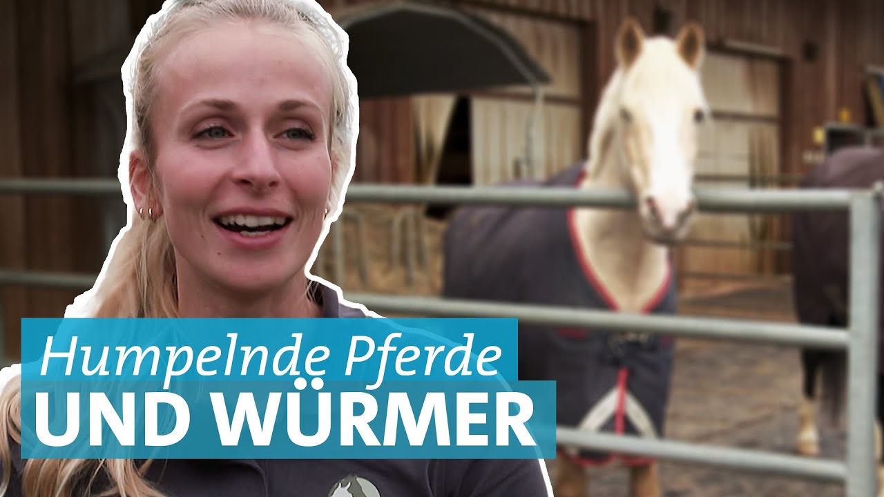 Kühe, Ziegen und Pferde: Großtierärzte im Einsatz bei Hausbesuchen