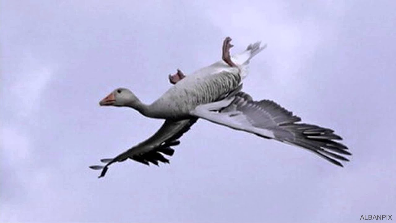 The Magic of Bird Flight with David Lentink
