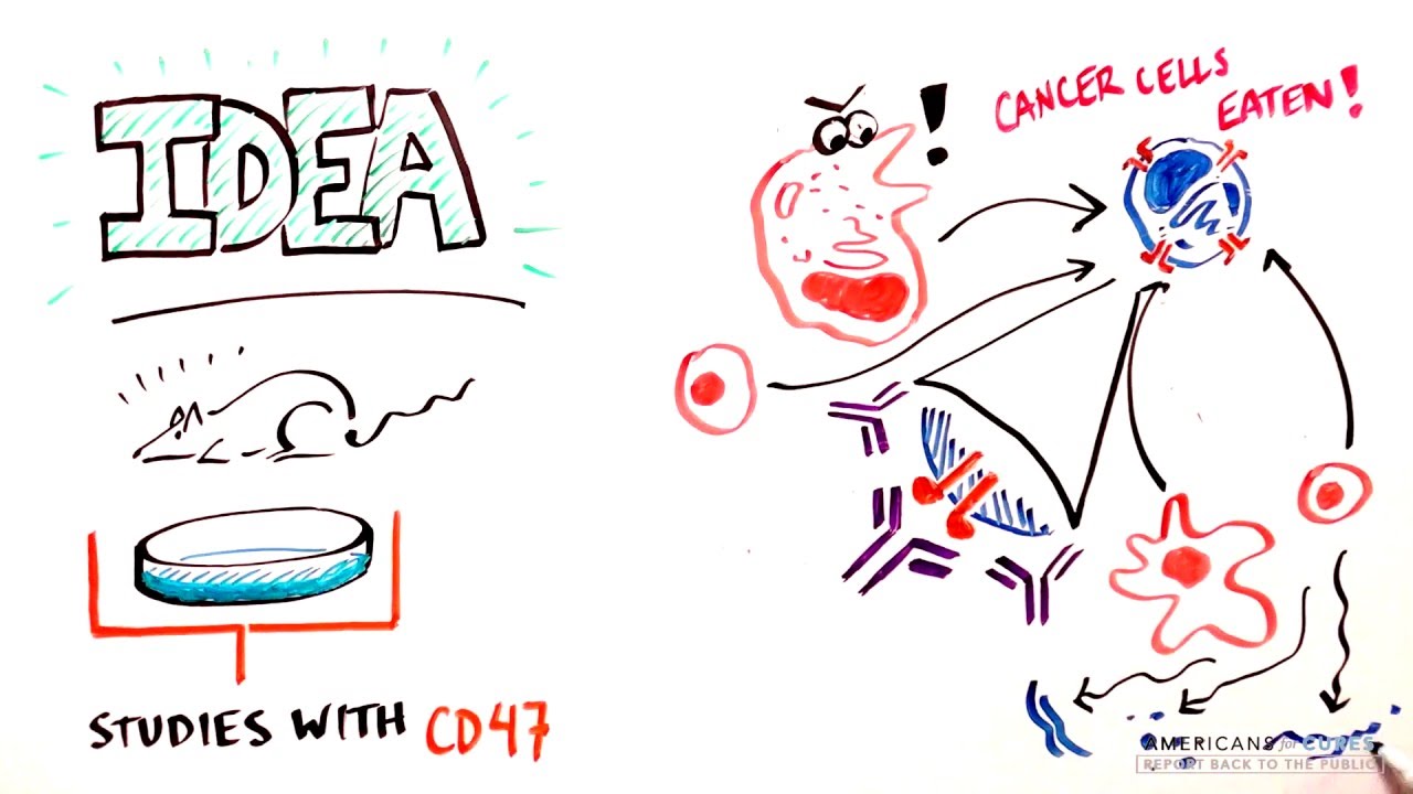 Progress and Promise of Stem Cell Research: Breast Cancer