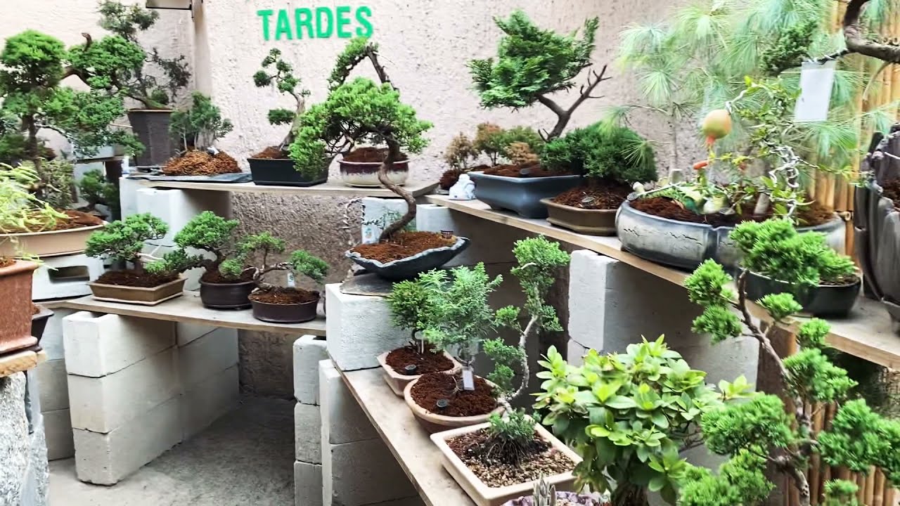Me regalaron un Bonsai ¿que hago?😱 / 5 Tips para cuidar mi Nuevo Bonsai