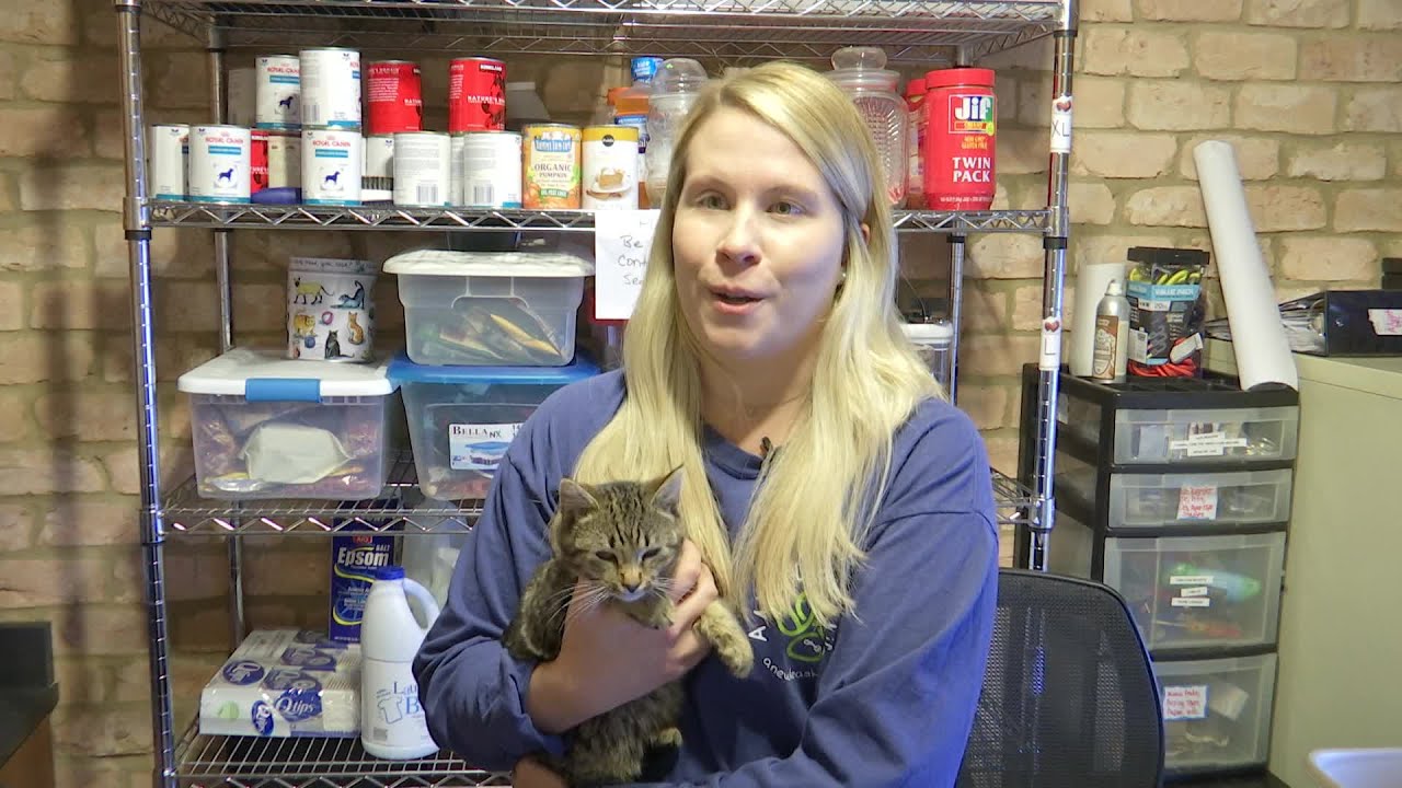 Local organizations helping no kill animal shelter with expansion