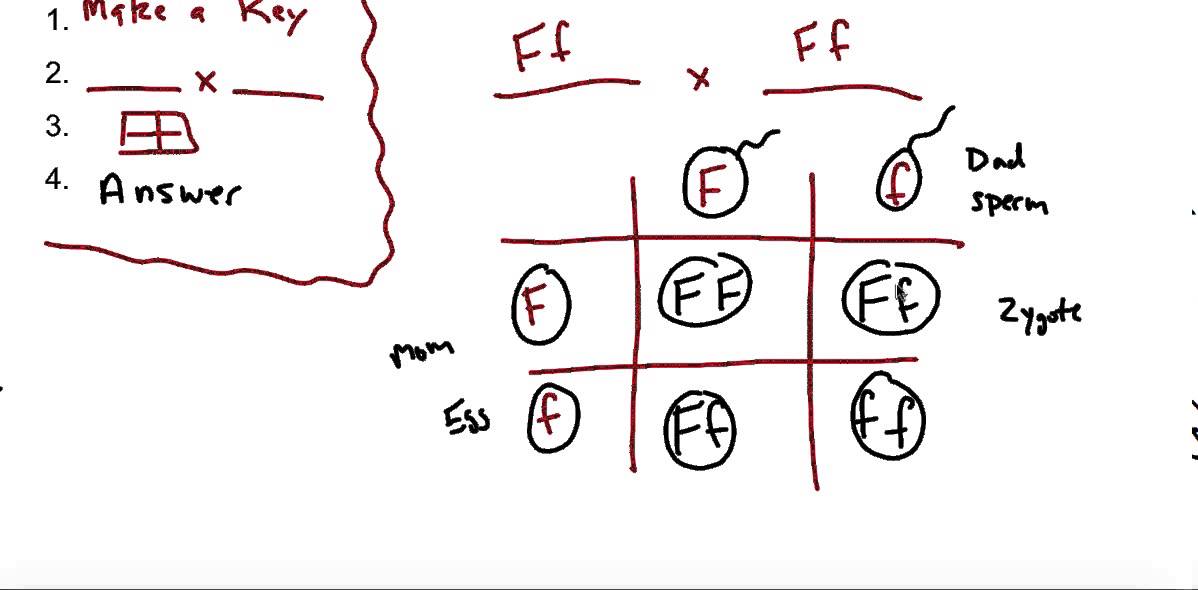 Complete Dominance (Mendel's version of inheritance)