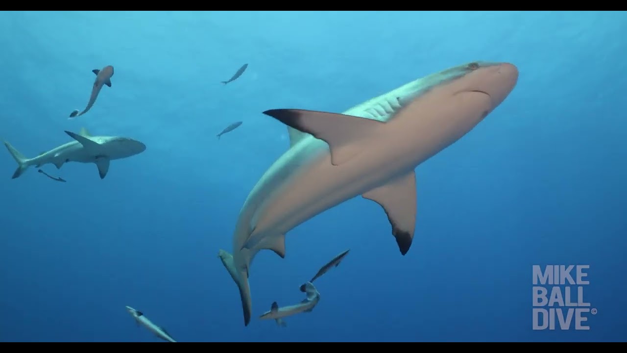 4 Night Fly Dive Coral Sea | 16-20 October 2025
