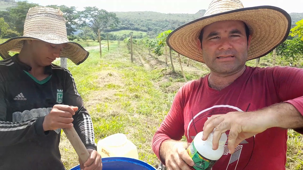 control de plagas en el cultivo de maracuya.