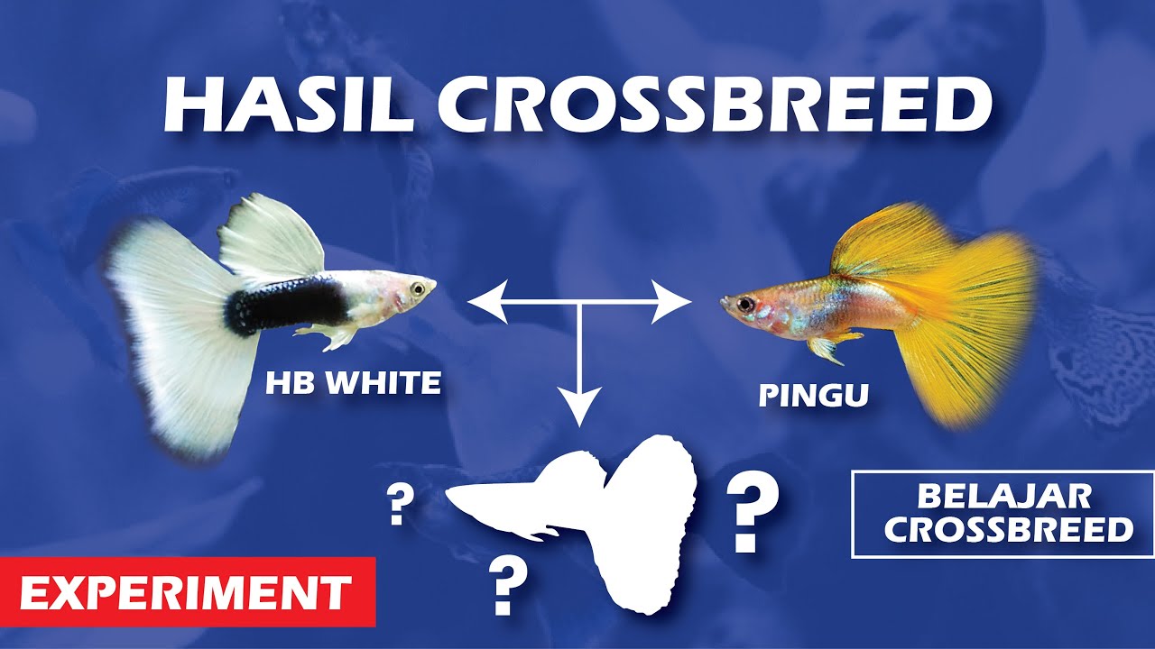 (Experiment) Hasil Crossbreed antara Pingu dan HB White | Belajar Kawin Silang