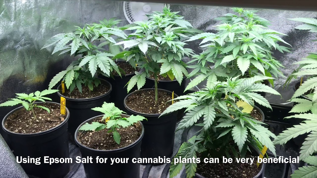 EPSOM SALT FOR CANNABIS PLANTS