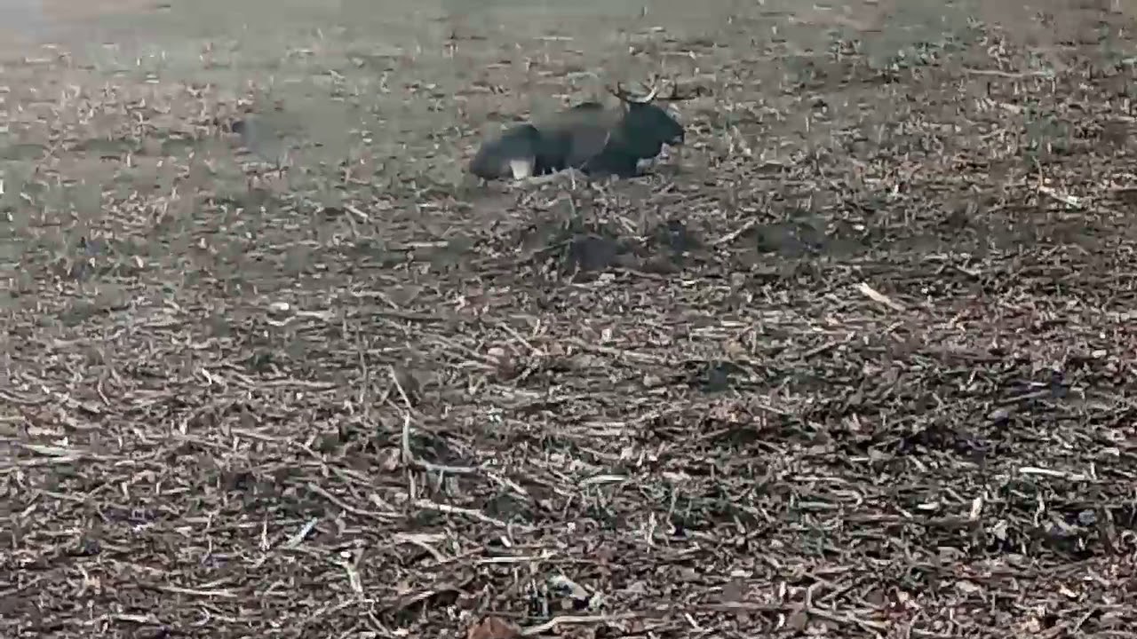 Хозяин леса на отдыхе / Собственик на гората на почивка / Owner of the forest on vacation