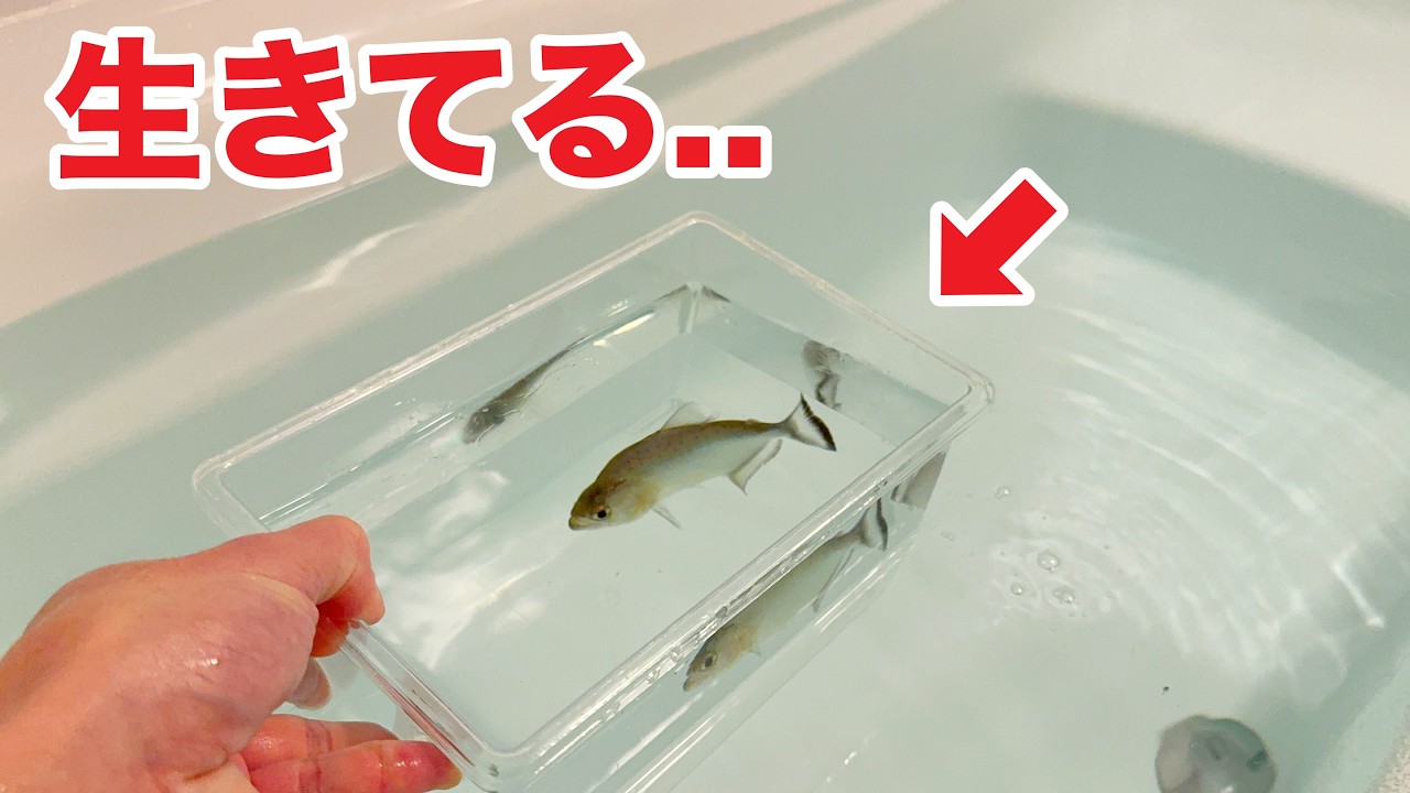 ピラニアをお風呂に入れてみた結果...！！