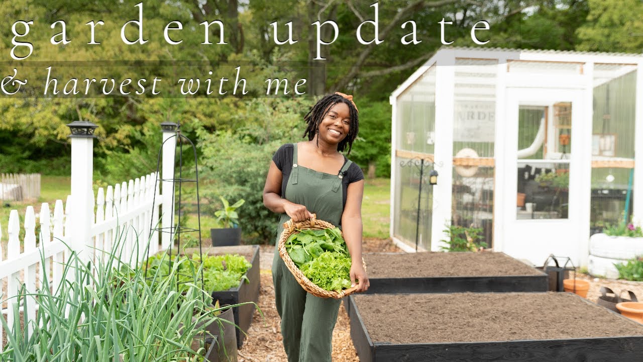 Raised bed garden update + a leafy green harvest