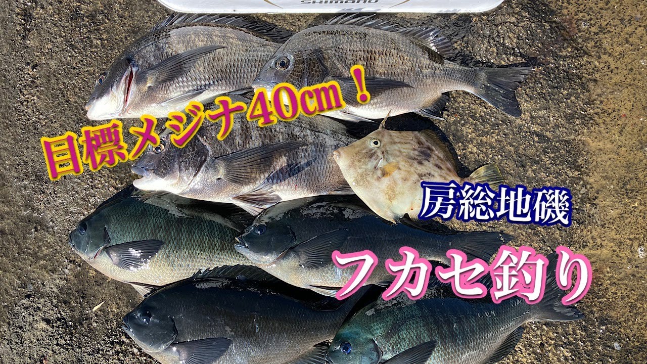 【25年2月】フカセ釣り初心者がメジナ40㎝目指してみた！
