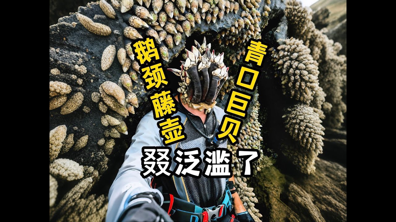 鹅颈藤壶又泛滥了！巨型青口贝满地都是！根本捡不完啊！