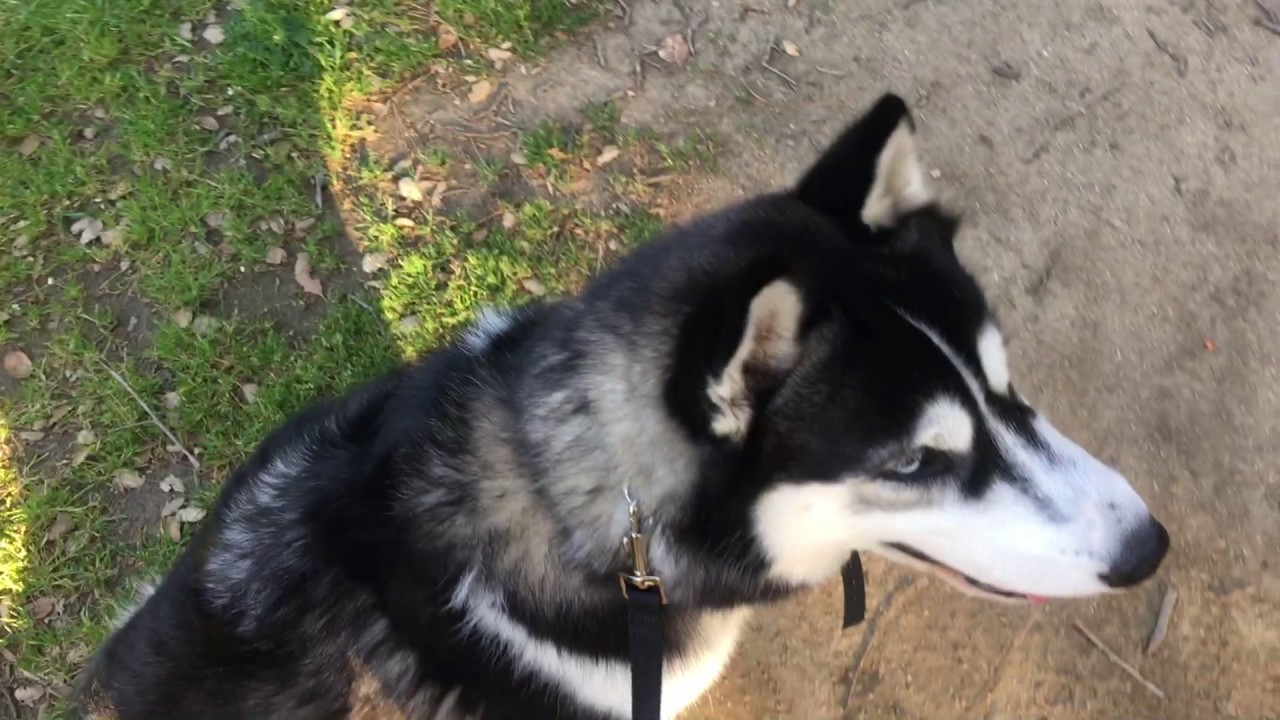 Crittering-For Prey Driven Dogs to help them care less about other animals, ecollar trained husky