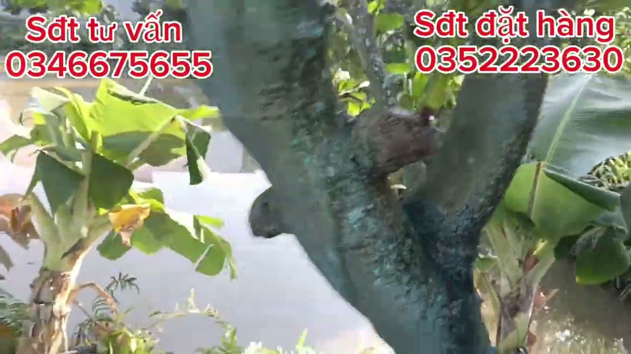 Chia sẻ phân hữu cơ kích bông lớn trái bán tháng 2.3 nha cả nhà 