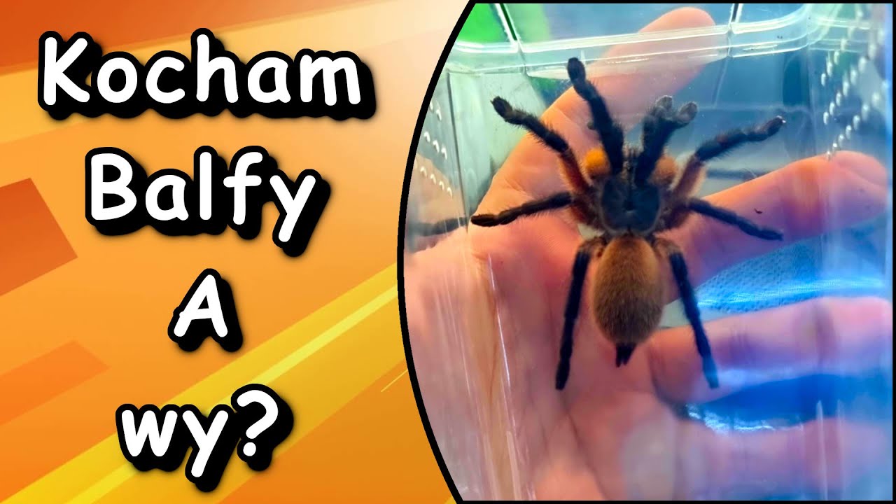 Monocentropus balfouri czyli zróbmy sobie grupóweczkę😍