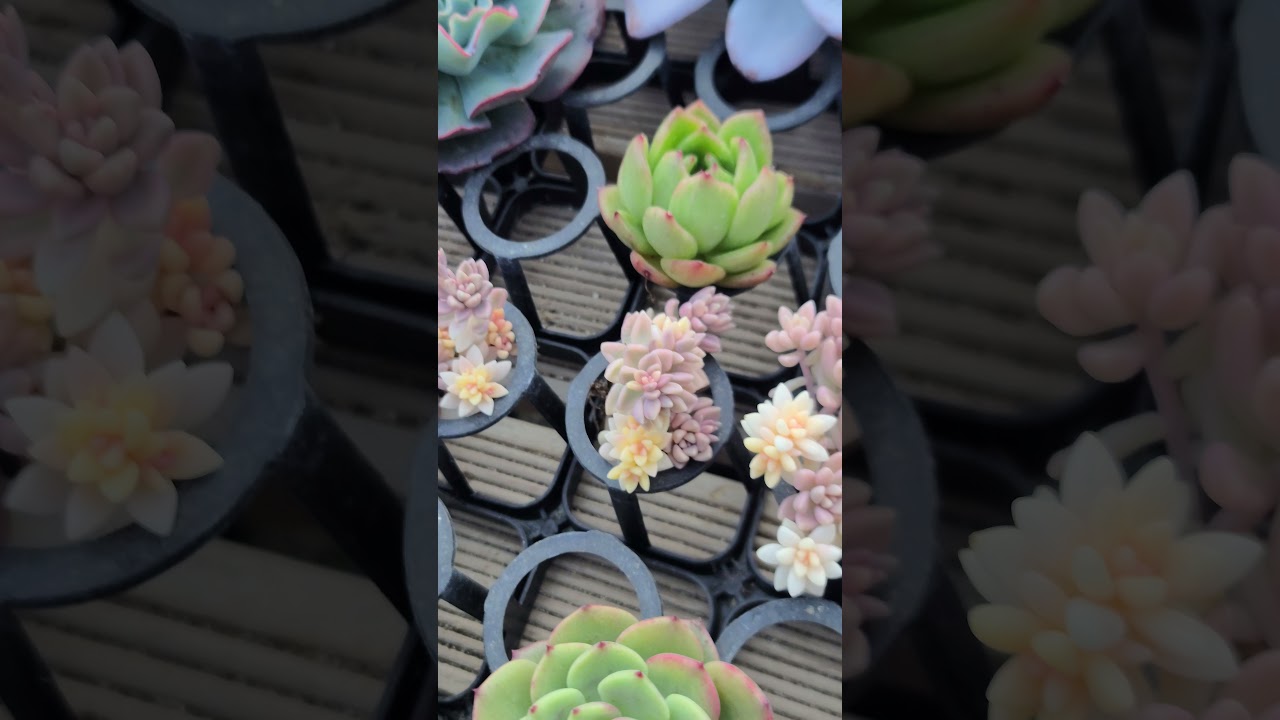 Imported Korean Succulents by Plant Culture PH