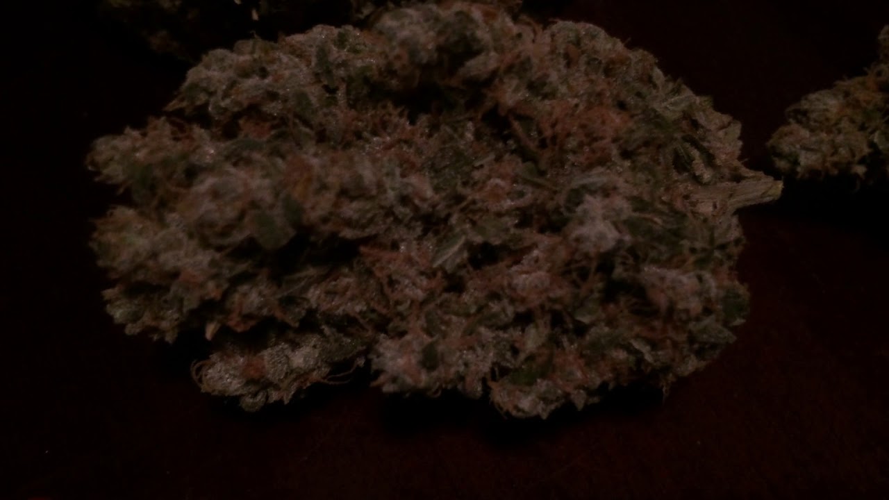 Harvest Update! Sensible Seeds &ldquo;Megamouth&rdquo; Smoke Report!
