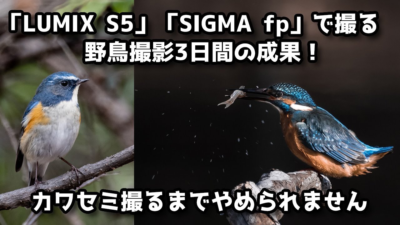 「Panasonic LUMIX S5」「SIGMA fp」で撮る、野鳥撮影3日間の成果！カワセミ撮るまでやめられません 100-400mm F5-F6.3 DG DN OS、TC-2011使用