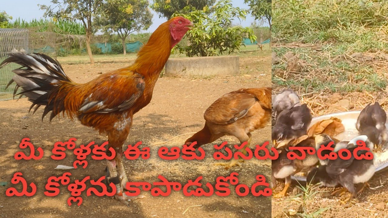 వైరస్ నుండి మీ కోళ్లను కాపాడుకోవటానికి ఇలా చేయండి //BR farm's //telangana //khammam //khammam local