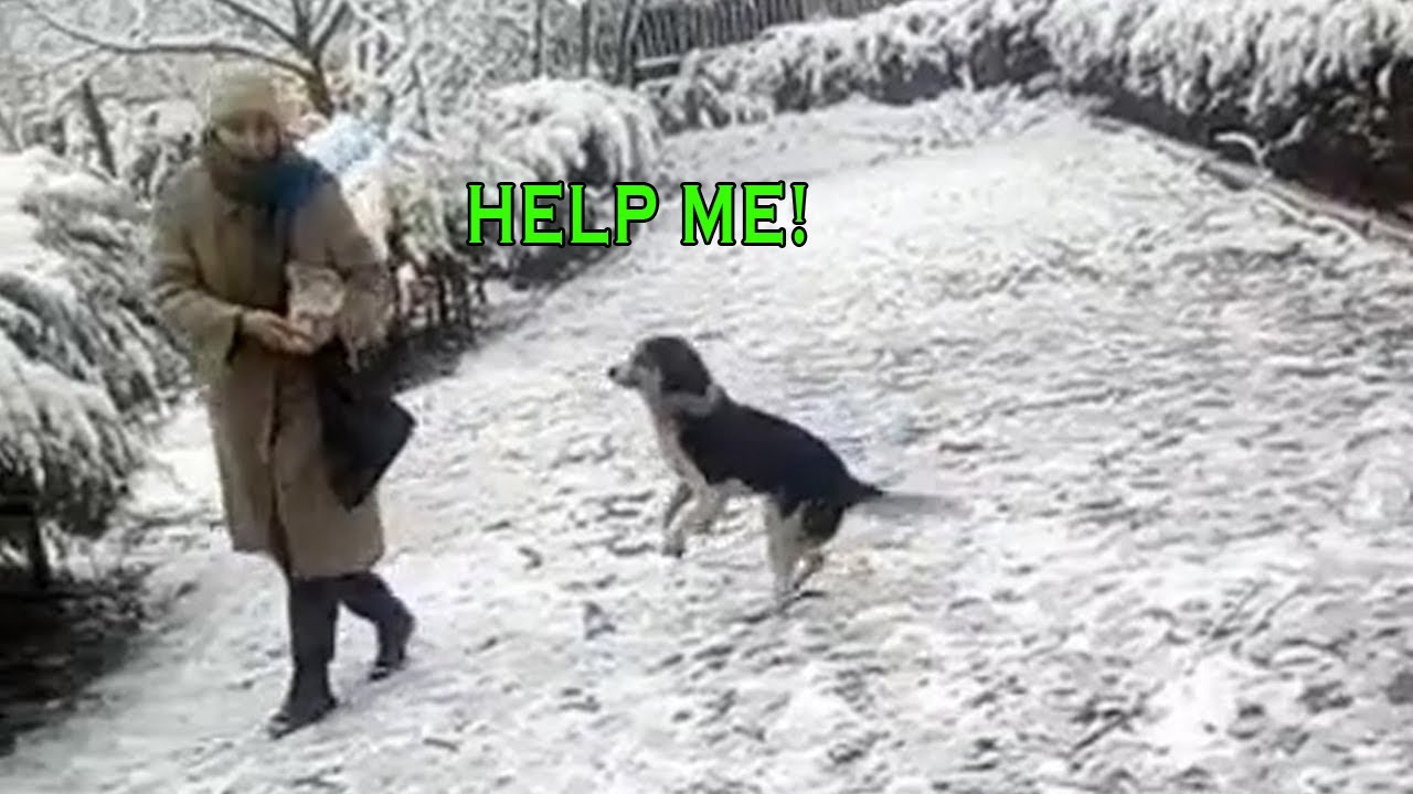 Every Day Disabled Dog Crawls Out The Snowy Road to Ask for Help from Passersby