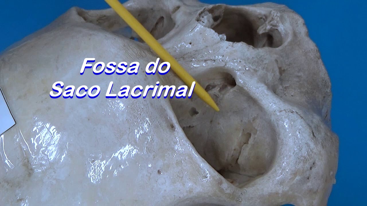 orbita cavidade orbitaria